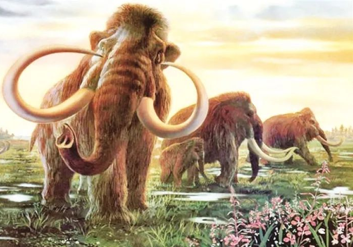 满满干货（猛犸象灭绝事件原因）猛犸象灭绝事件是哪一年，DNA已提取，复活已经灭绝的猛犸象靠谱吗？，已经灭绝的远古花，