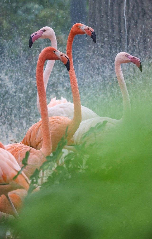 亲民远摄镜头 佳能RF100-400mm IS USM评测
