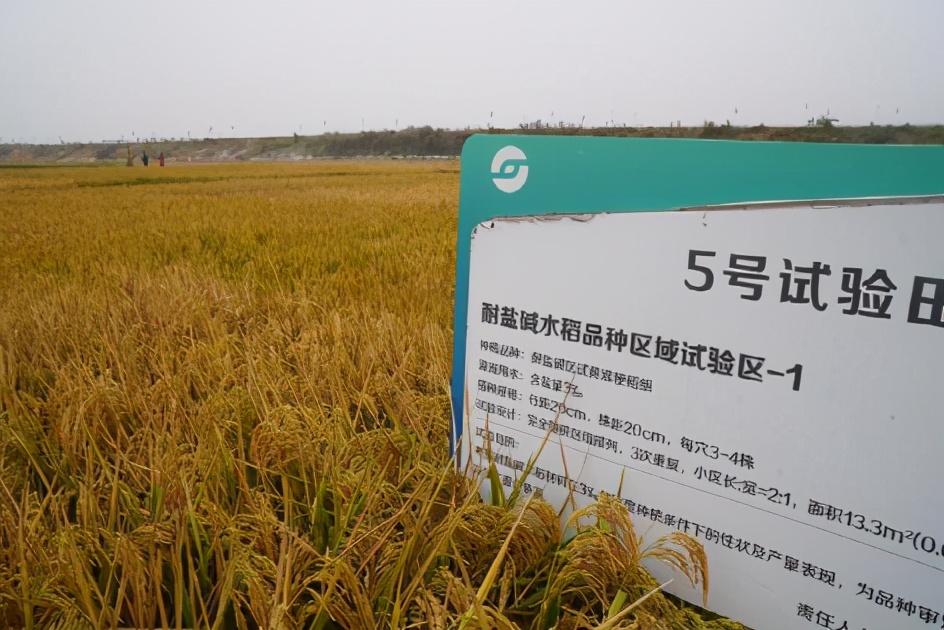 种福田海水稻秉承拓荒人精神,全国百万亩海水稻插秧稻念!