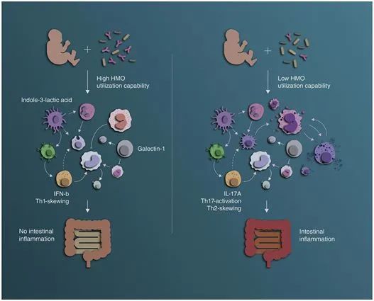 双歧杆菌可帮助母乳激活婴儿免疫系统