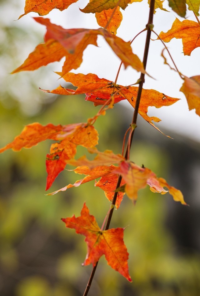 亲民远摄镜头 佳能RF100-400mm IS USM评测