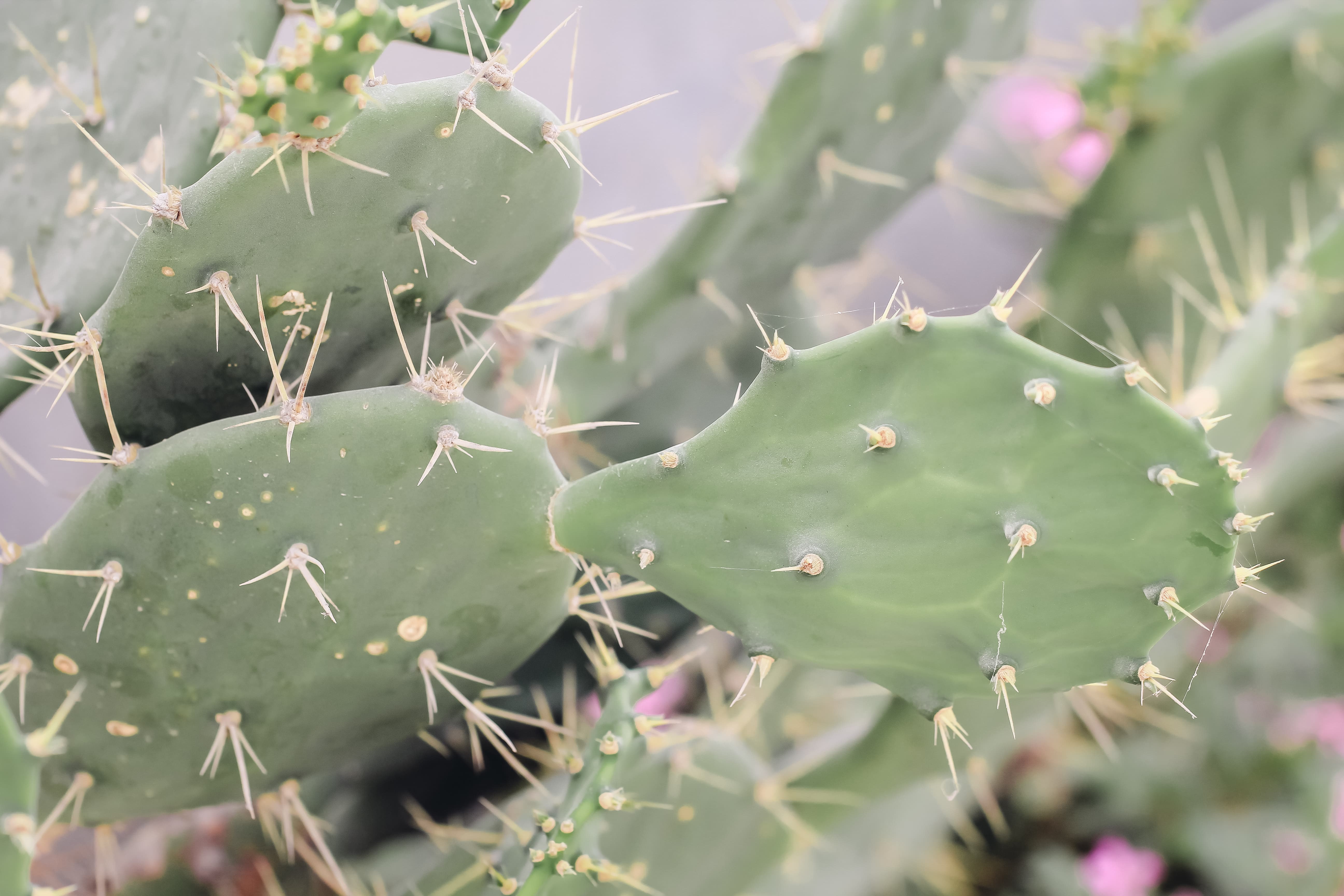旁边种着一棵仙人掌,似乎也有些年头了,叶子长得很肥硕.