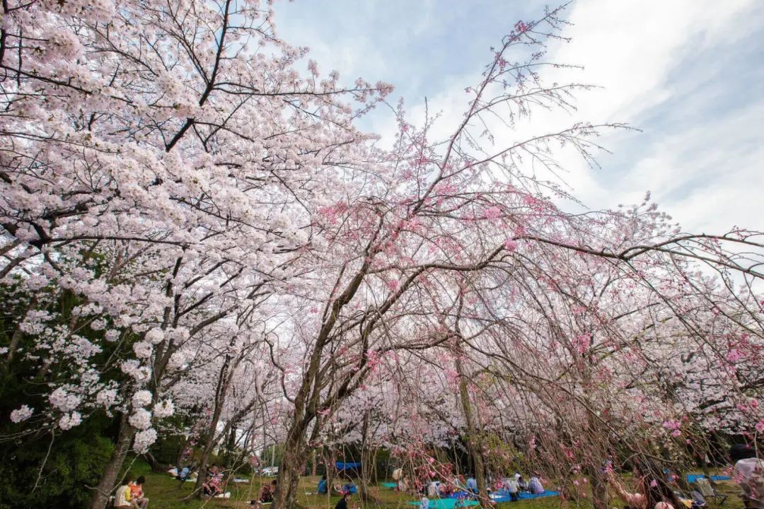 樱你心动|以樱花之名,相约浪漫福冈
