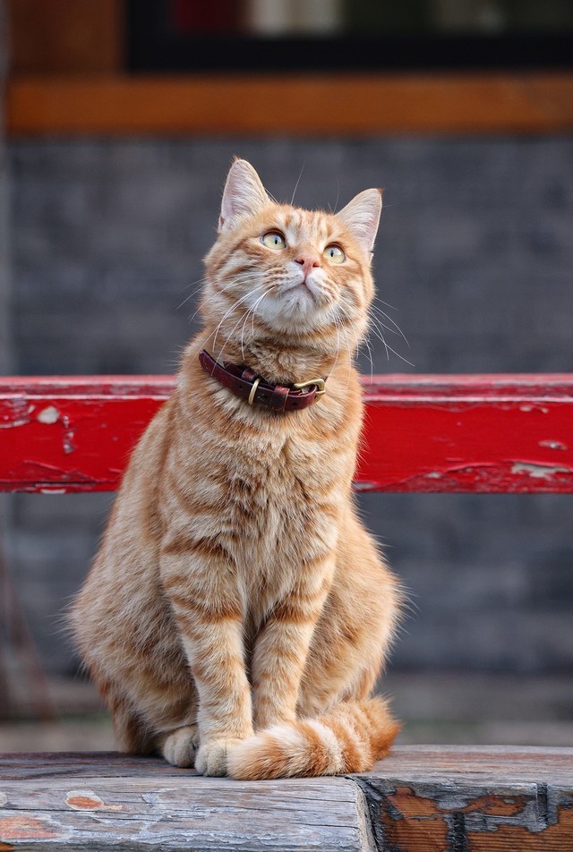 亲民远摄镜头 佳能RF100-400mm IS USM评测