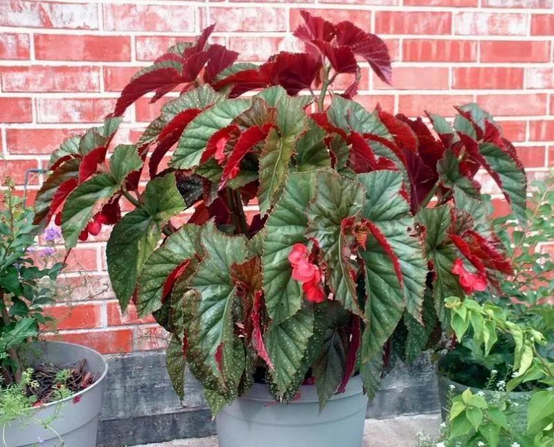 养一盆别致的天使翼秋海棠,环境好可长成灌木状,可不断扦插繁殖