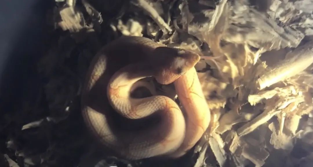 中国第一蛇村:800人养300万条蛇,每个人都被蛇咬过