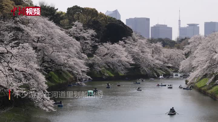 日本民眾舟遊櫻花河落英繽紛美不勝收