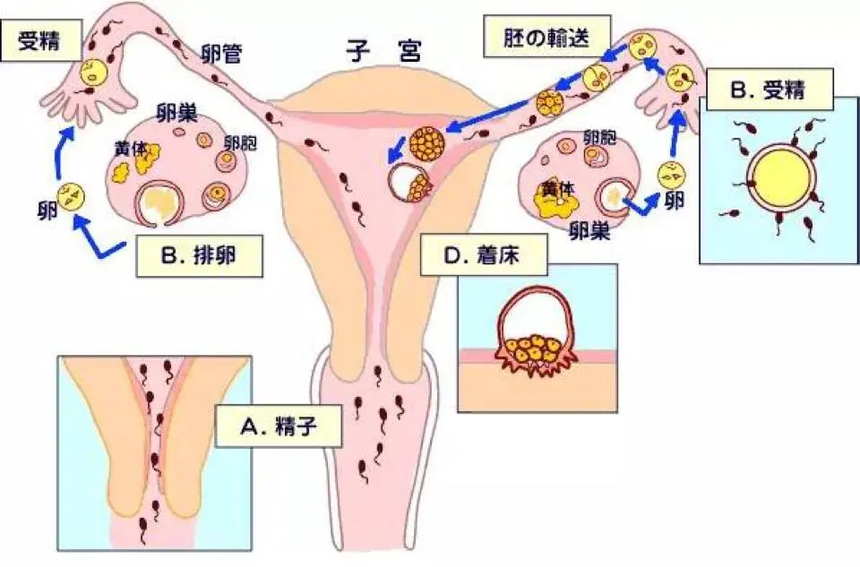 受精卵的着床一般身体无明显的症状,它在输卵管纤毛的推动和自身的