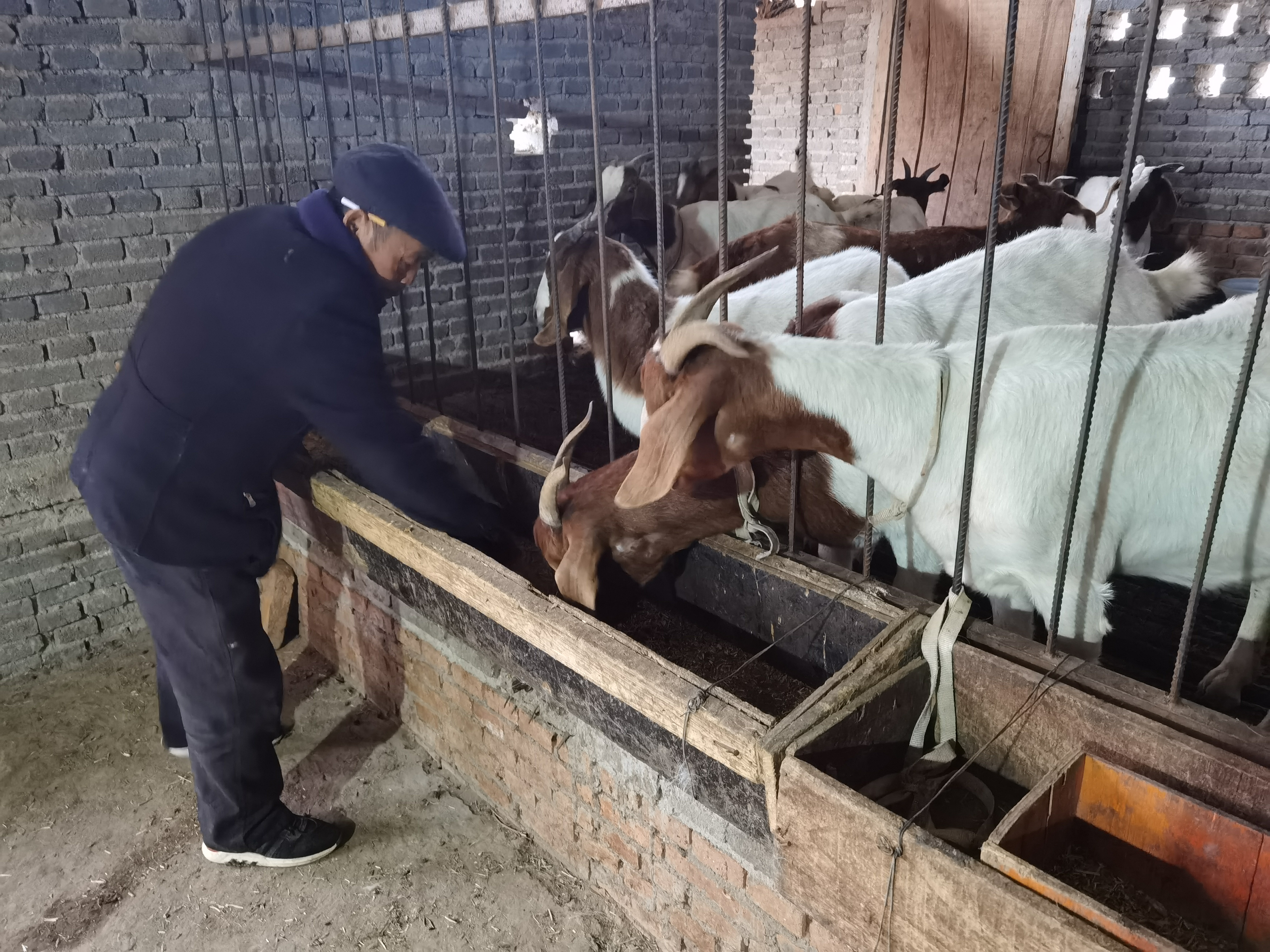 圖1:李成功正在給羊添加飼料(版權:汝南農商銀行)