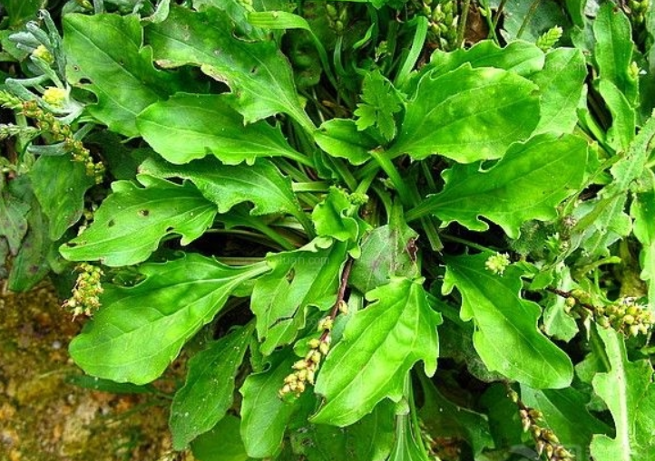 除湿气,降肝火,不便秘,每天两次!__凤凰网