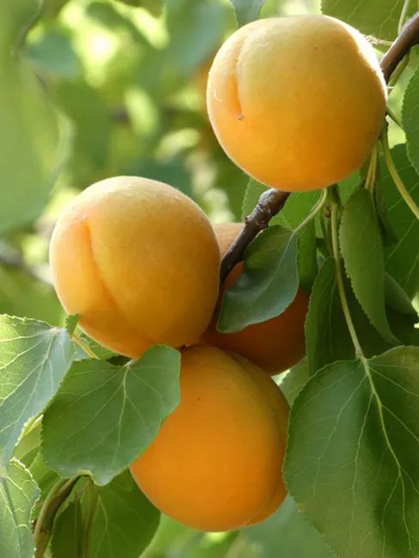 金色的大甜杏丰收在望__凤凰网