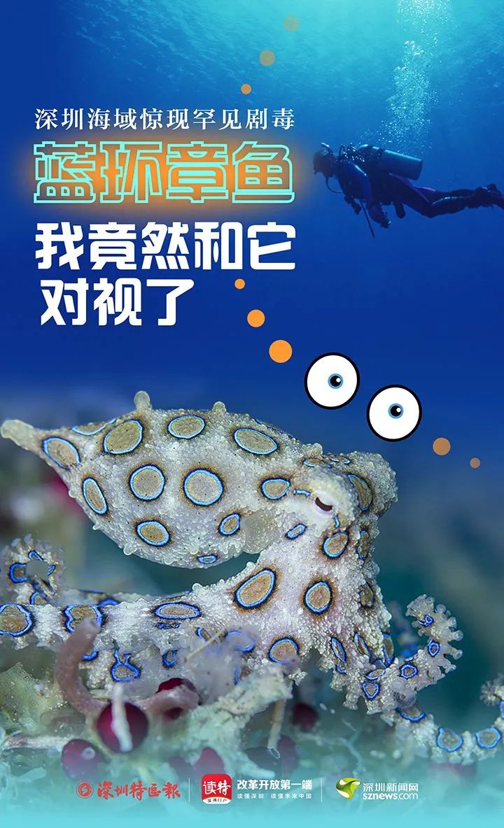 深圳海域惊现罕见剧毒蓝环章鱼，我竟然和它对视了