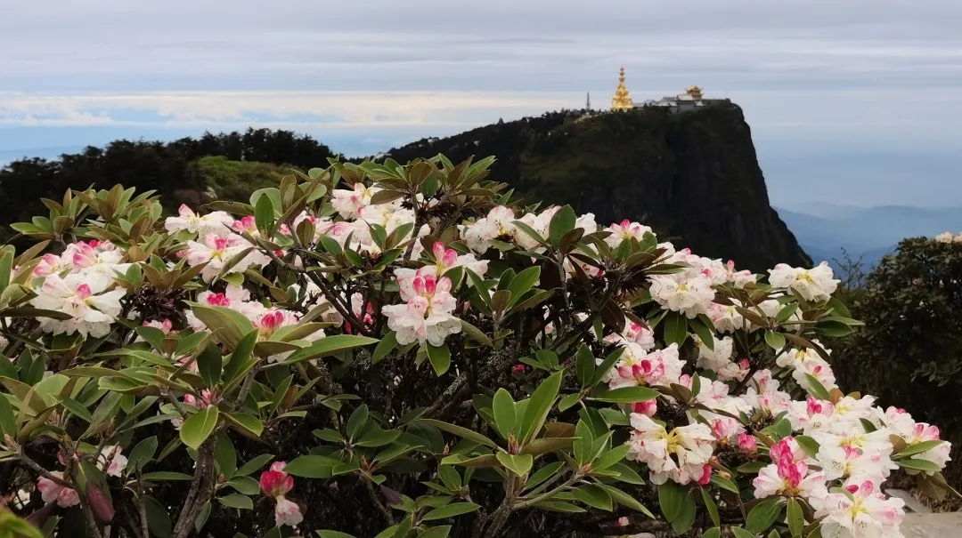 峨眉山金顶杜鹃花图片