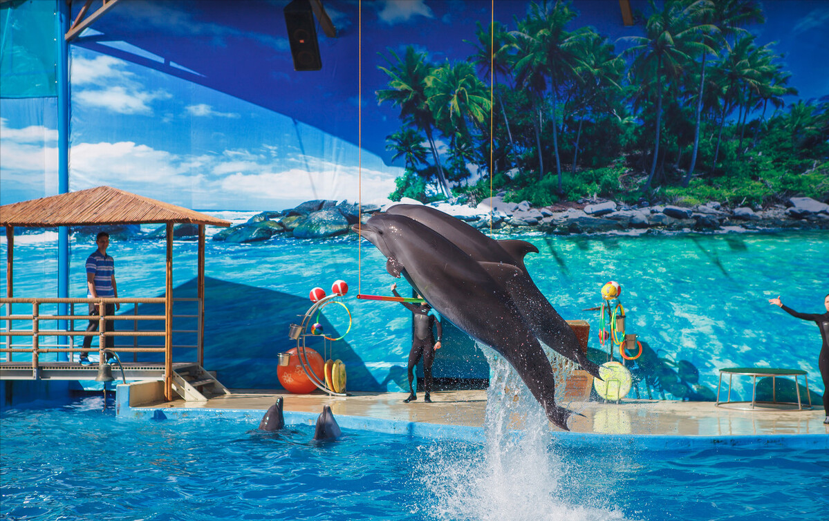 小学生建议撤销英语课本的动物表演 孩子是上帝派到人间的天使 凤凰网