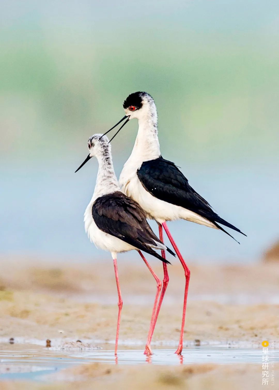 黄河口野生鸟类（2018版） - 自然摄影