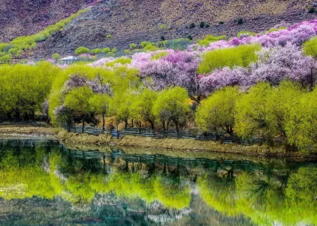 2021,全世界最美桃花即将绽放(附详细攻略)