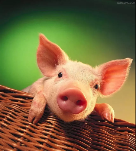 8月20日10公斤仔猪价格:猪价底部摩擦,小猪甩出白菜价?