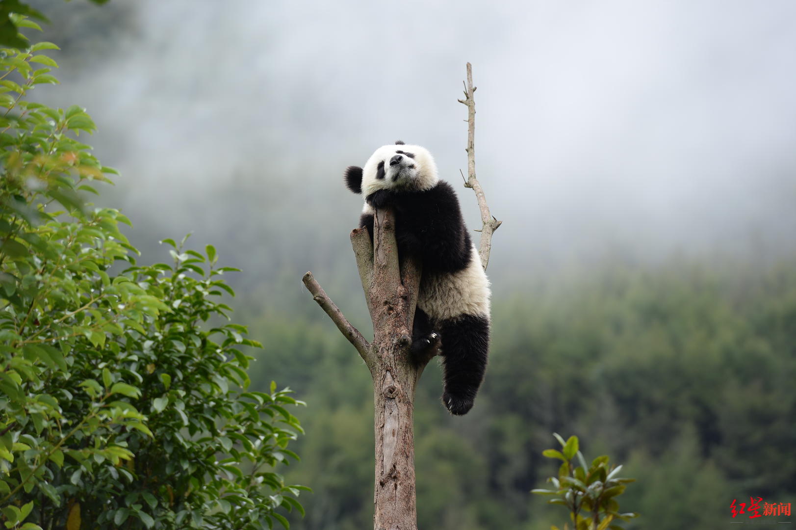 大熊猫的图片大全壁纸图片