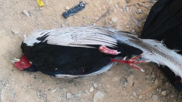 为带货用弹弓射杀两只国家保护动物两商家被刑拘