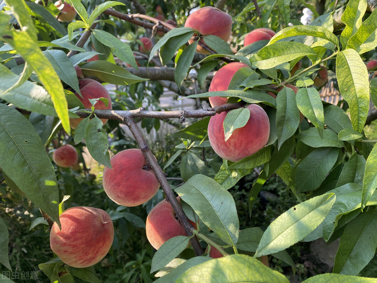 关中水蜜桃   陕西