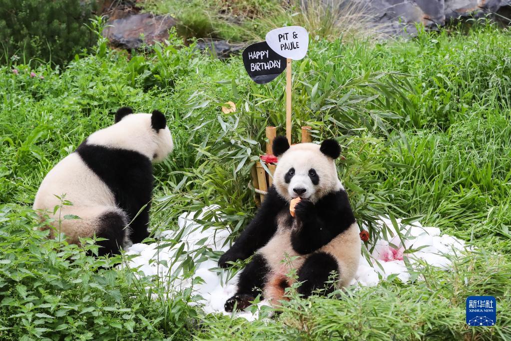 柏林動物園為德國出生大熊貓雙胞胎慶祝生日