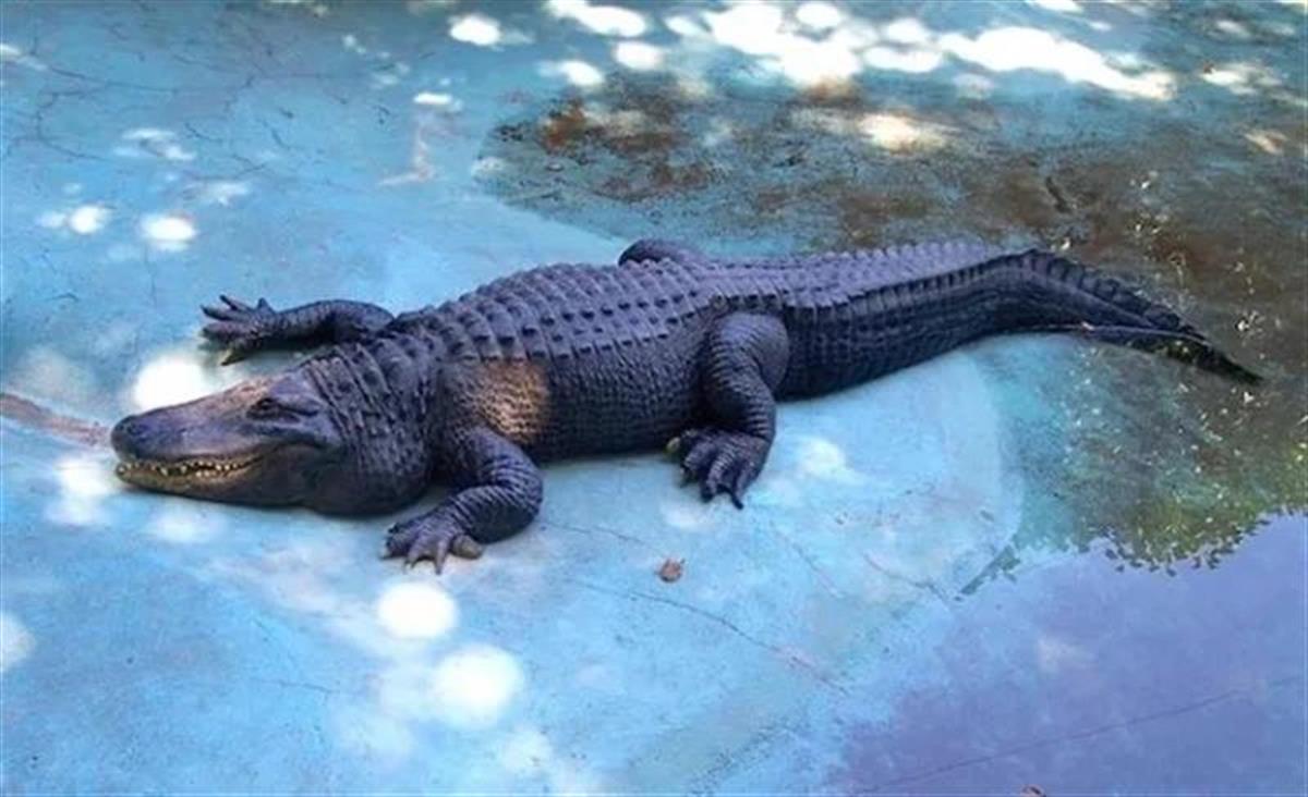 世界上年纪最大的鳄鱼庆祝85岁生日__凤凰网