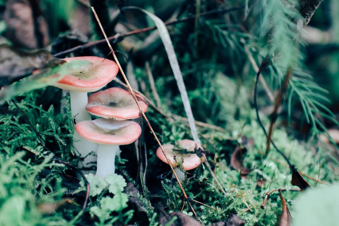 100多年前,法布尔曾在《昆虫记》中这样描述一块被人遗弃的荒石园.