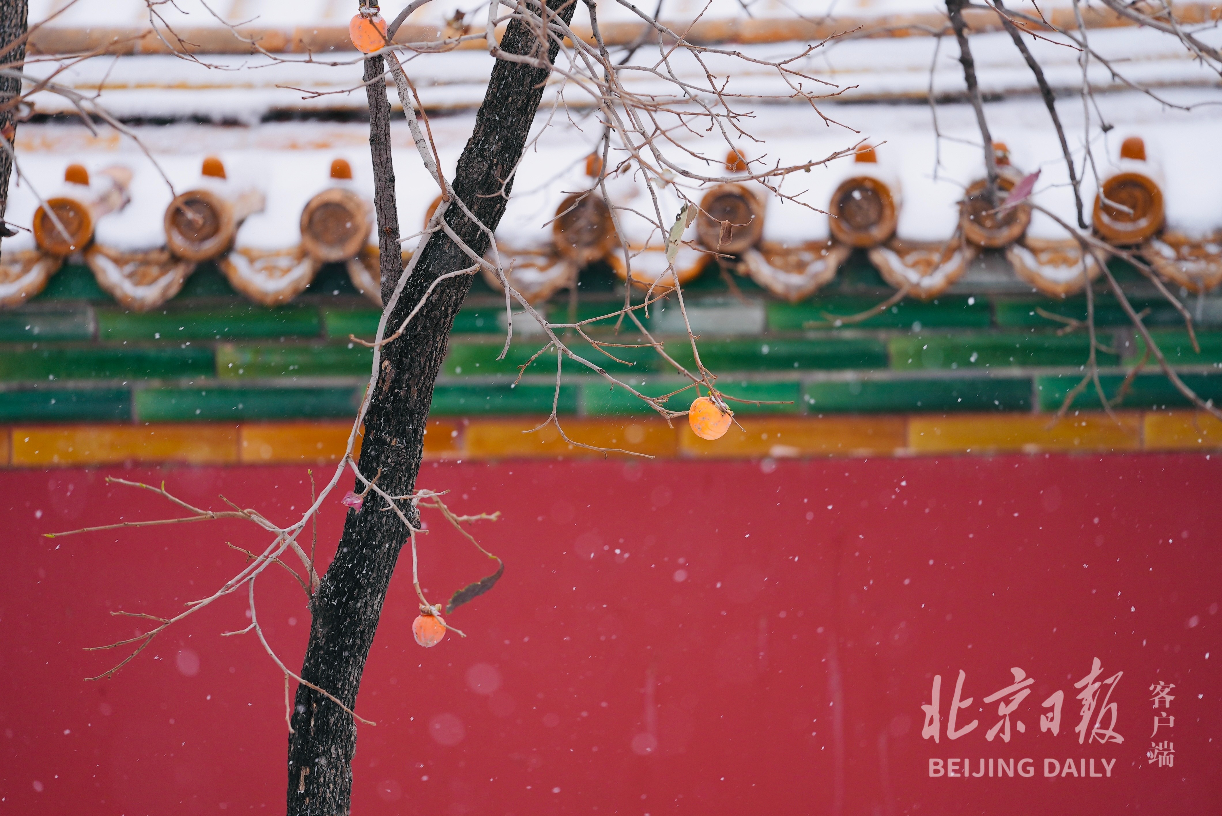 一夜梦回紫禁城!故宫雪景大片来了