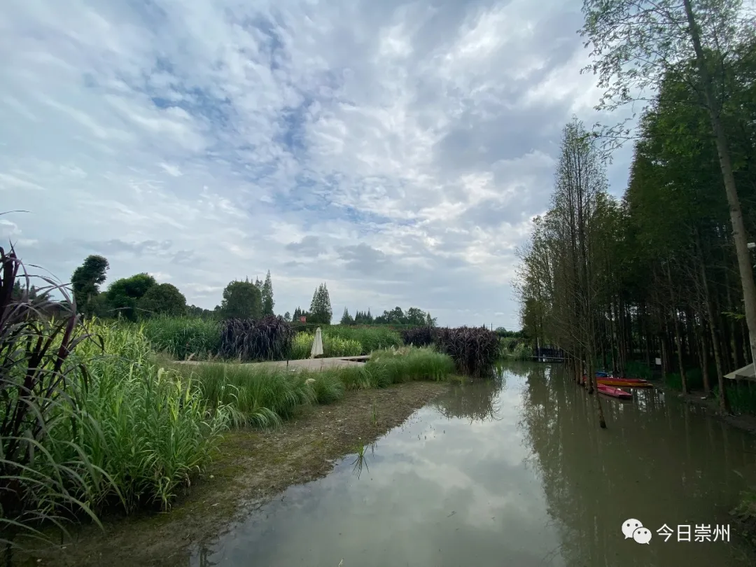 这个秋天,严家弯湾不止网红粉黛草,还有