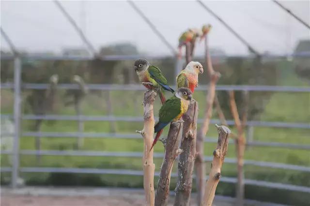 太和百鸟林图片