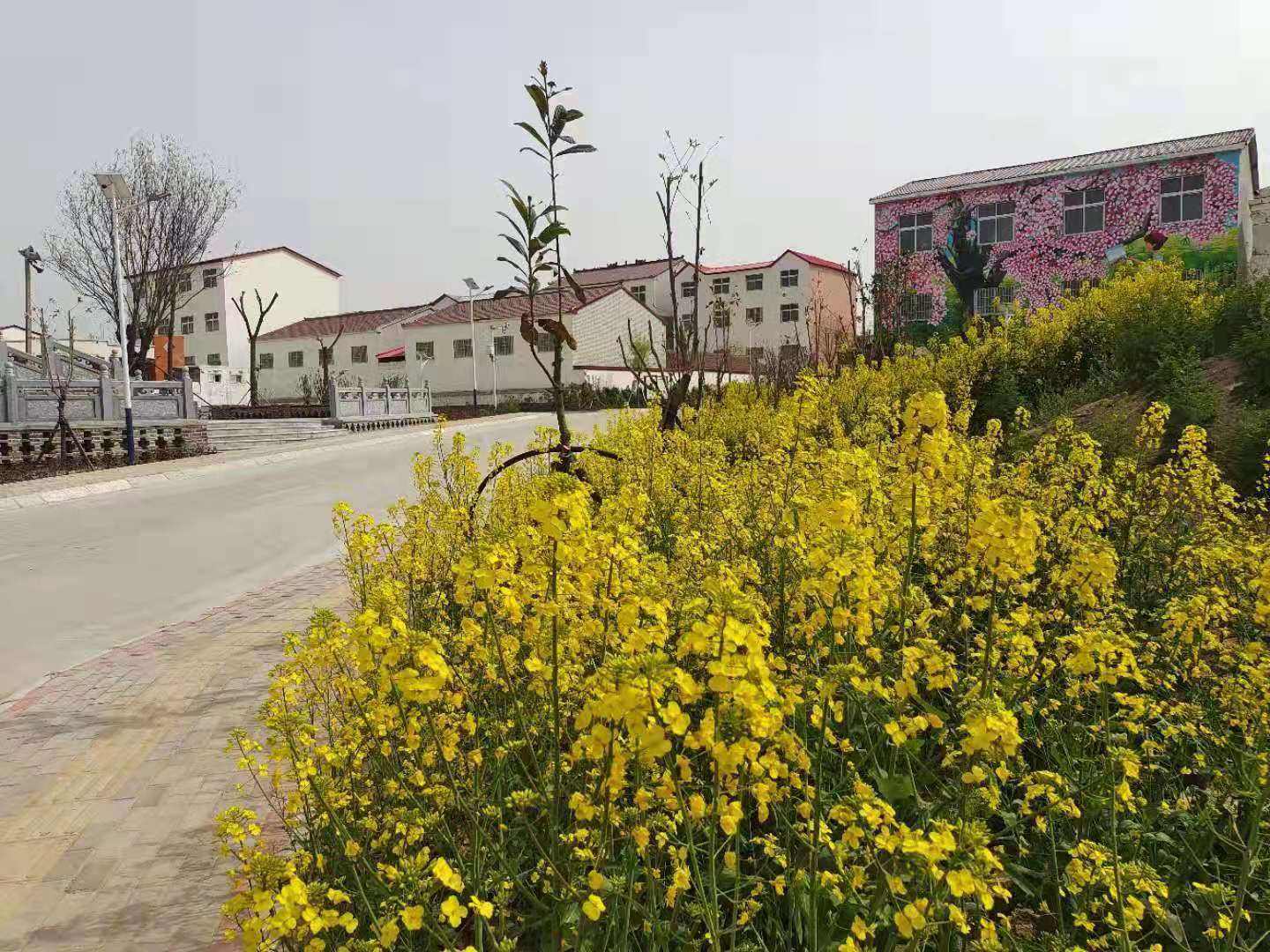 中牟县大孟镇新郑岗村:绘就美丽乡村新画卷__凤凰网