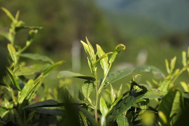 高山雲霧,是鎮巴茶葉的地域特色.