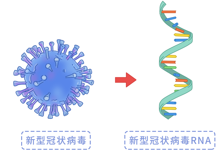 所以,核酸检测主要是查核人体内 是否存在新冠病毒rna 顾名思义 要从