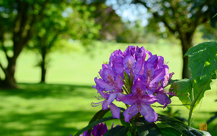 神秘的比利时皇家花园,每年向公众开放三周,票价只有2.5欧元
