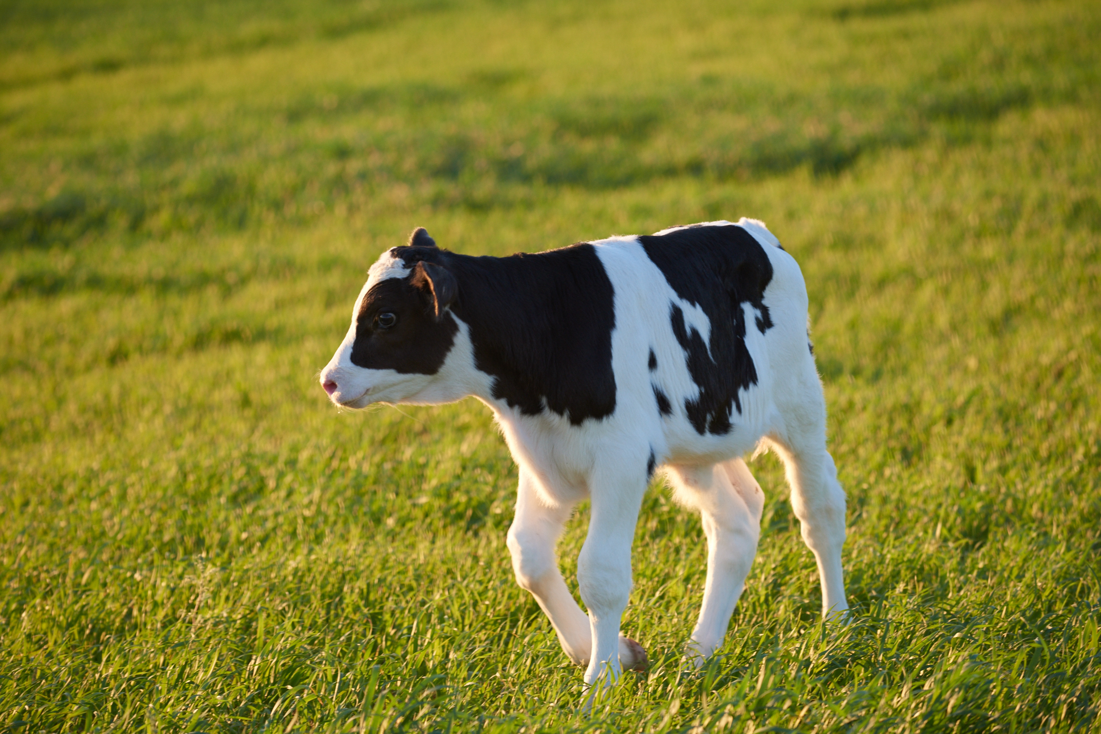 当前我国畜牧业正处于飞速发展阶段,目前已拥有近66万个奶牛牧场