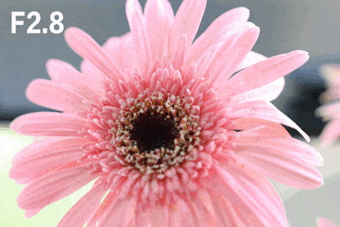 RF系列新利器 佳能RF 100mm微距评测