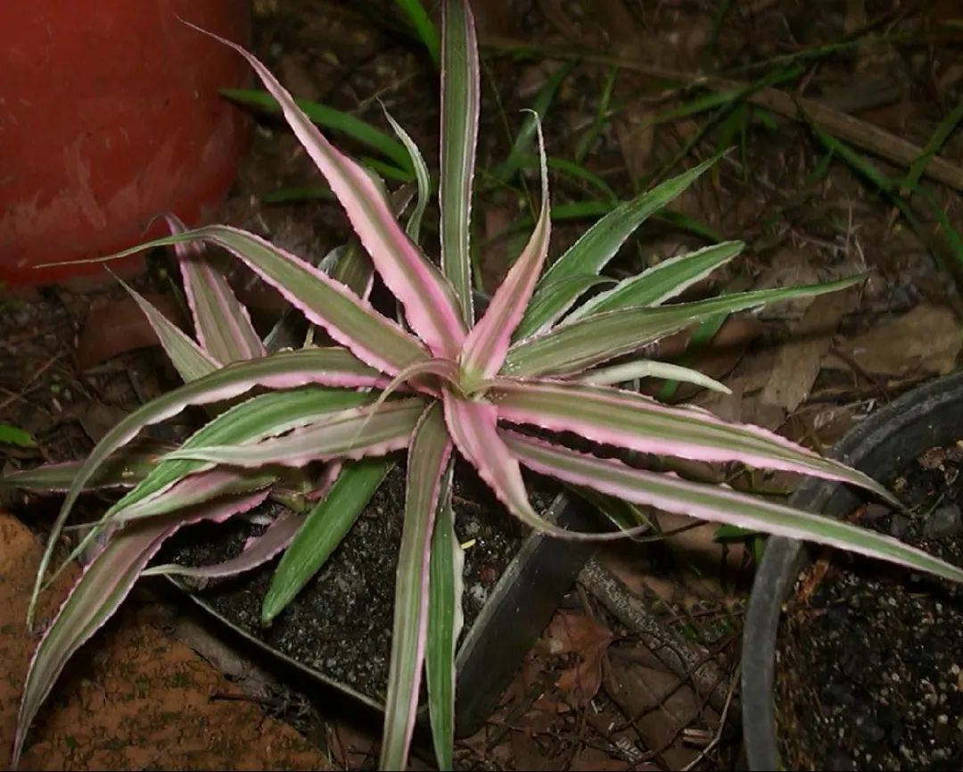 耐阴喜湿的盆栽姬凤梨,品种丰富,很适合养成窗台小盆栽