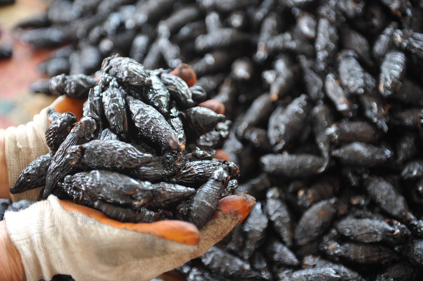 6000万人成瘾被国外认定为毒品一级致癌物槟榔的广告又被锤了