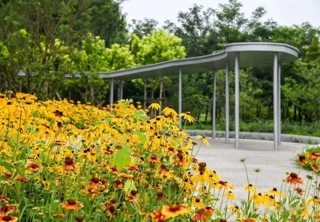 霍營公園 可謂處處皆風景 在紅色塑膠跑道慢跑, 欣賞沿途景色,十分