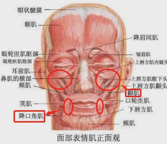 口周肌肉属于面部较大的肌肉群