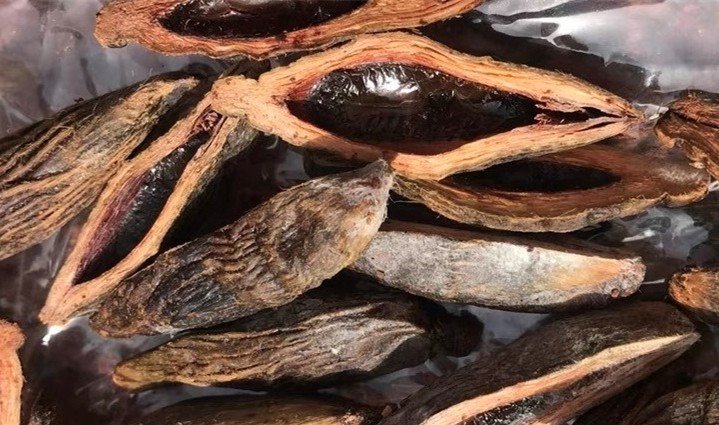 槟榔在土耳其是毒品,在中国却是食品!它的危害被很多人低估了!