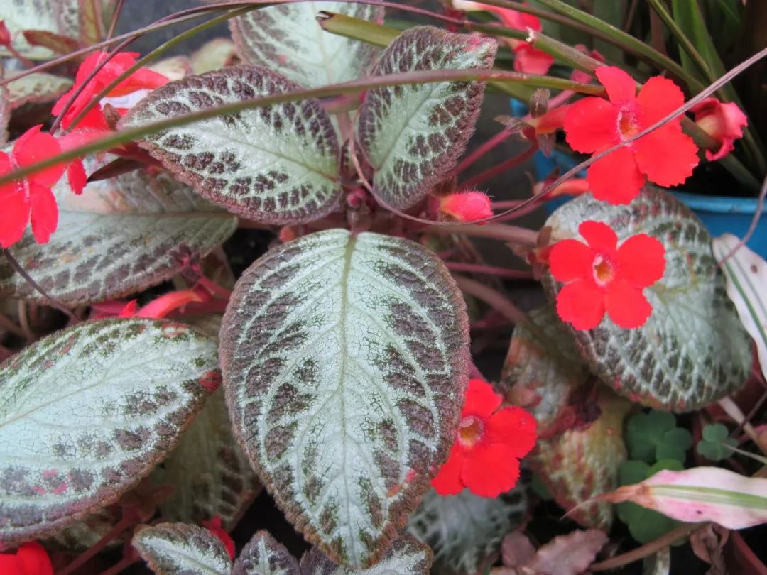 害怕暴晒的喜荫花喜欢柔和的散射光特别怕冷怕干燥