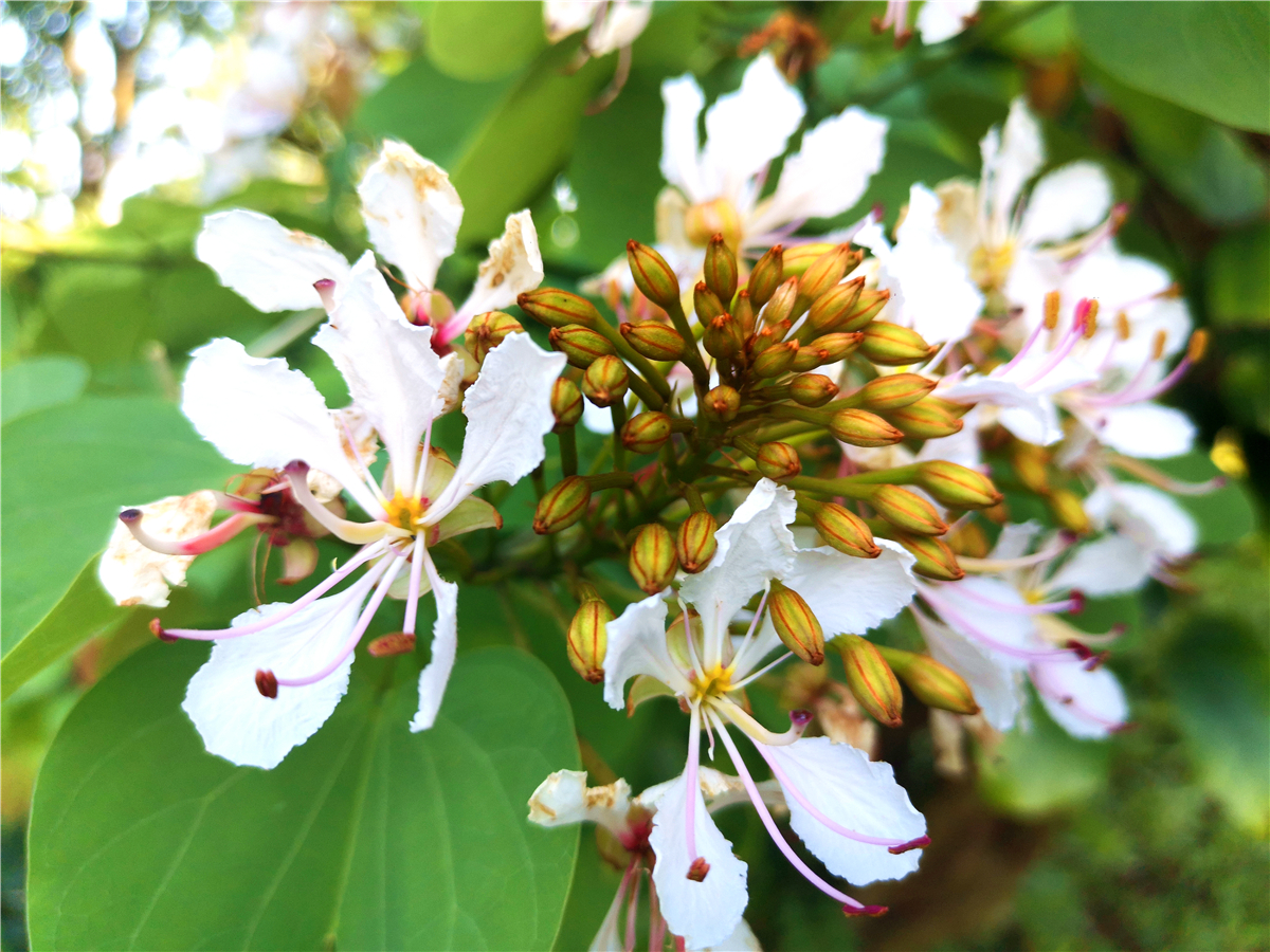 美丽吉安:庐陵文化生态园内羊蹄甲花开美如画__凤凰网