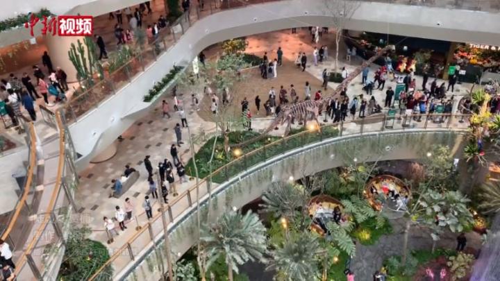 森林种在商场里 重庆一商场上演“绿野仙踪”