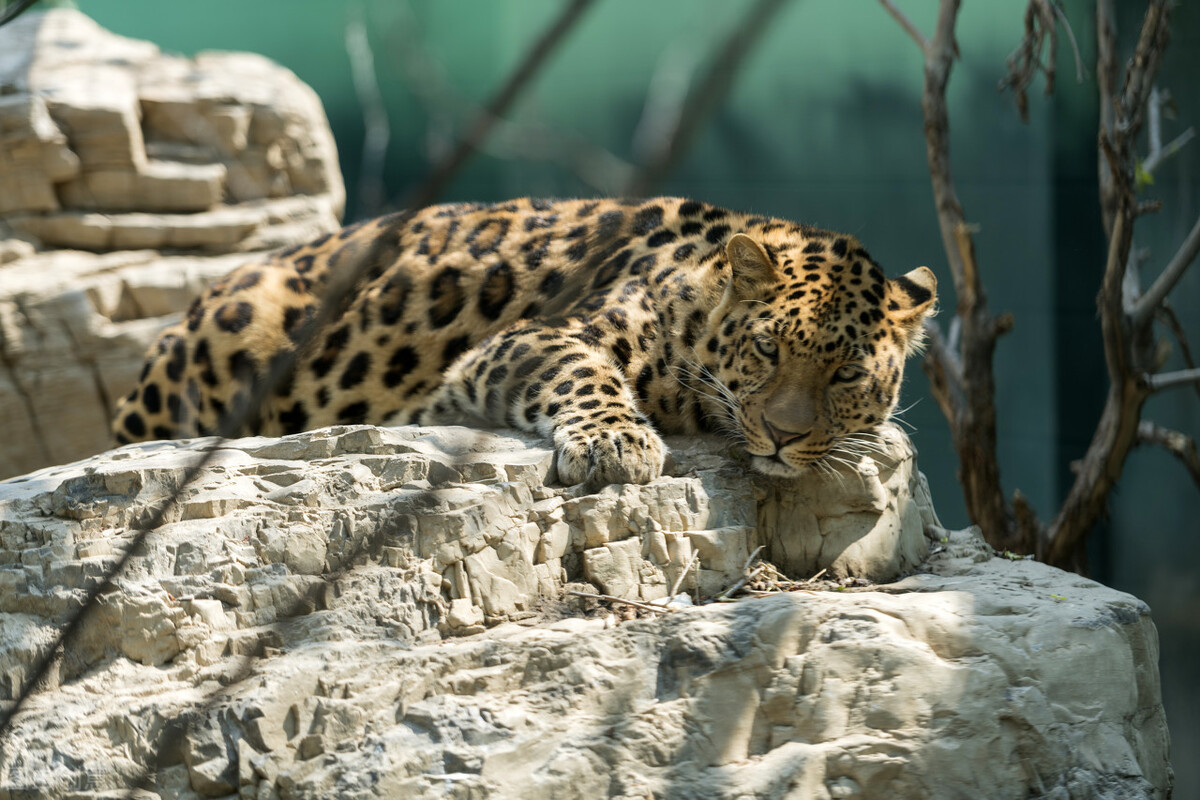 "土豹子"到底是啥动物?形似虎,状如猫,各地都有它的传说