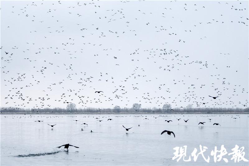 江苏那处湖荡湿地，拥有“百万水鸟飞平湖”的美景（江苏南湖湿地公园）