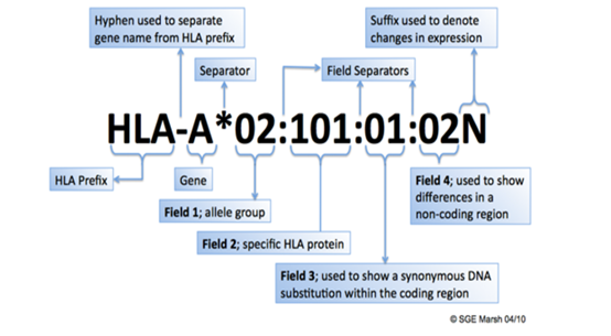 现行HLA等位基因命名规则。