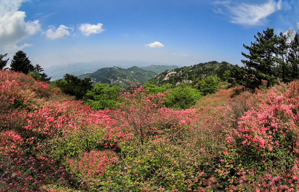 麻城龟峰山的杜鹃花__凤凰网