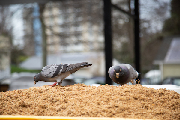鸽子在吃麦芽渣