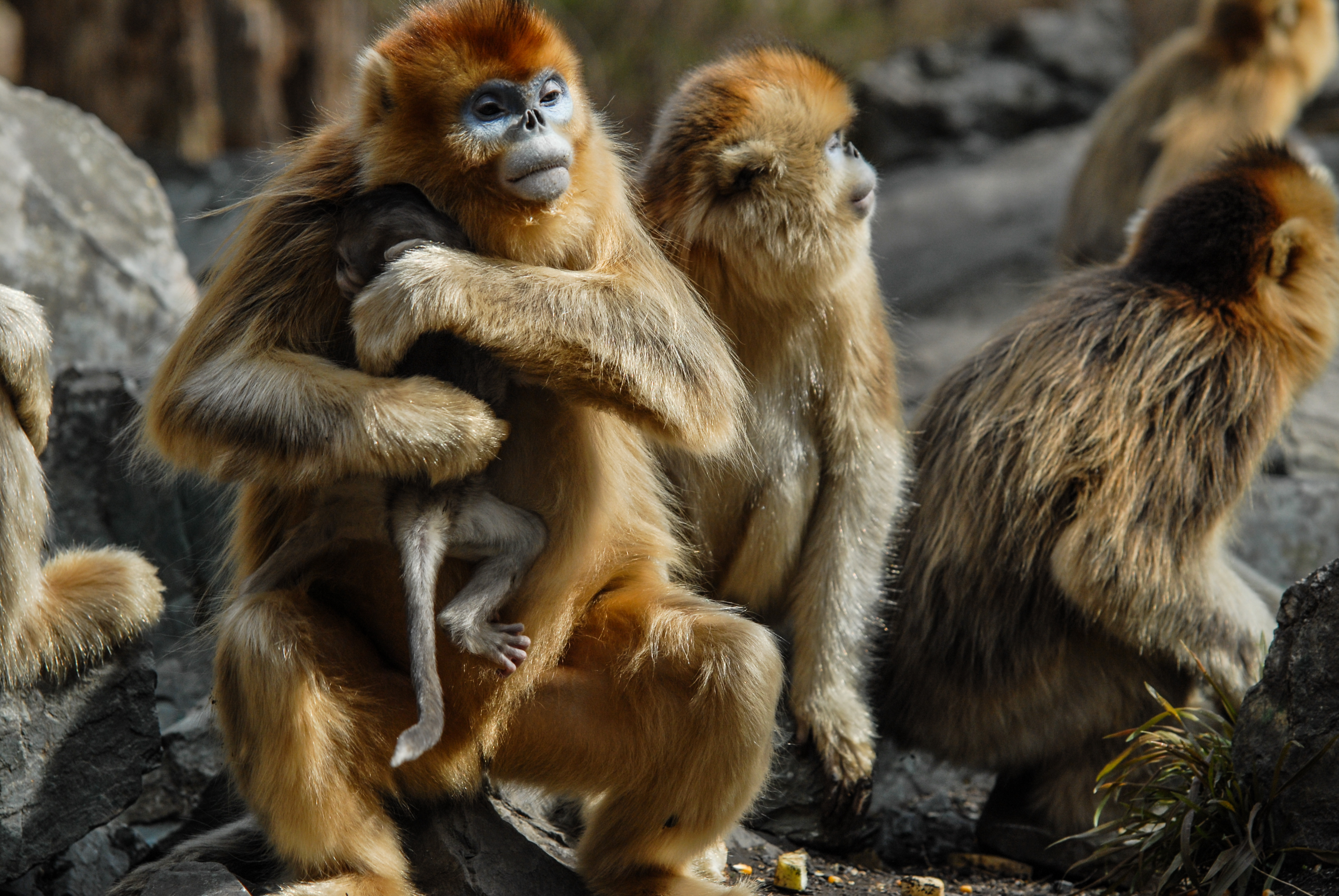 它号称"中国龙脉",一岭分南北,一脉承华夏,壮哉__凤凰网